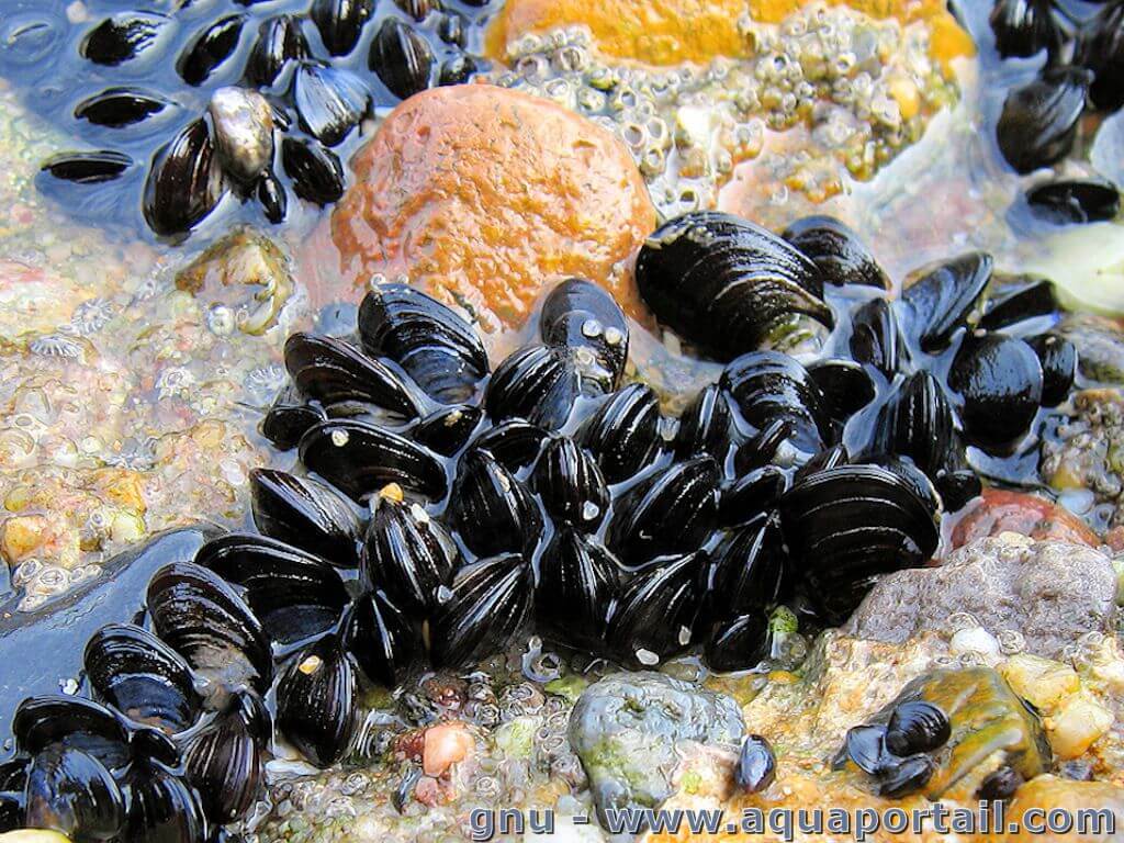 Moule  Guide des espèces