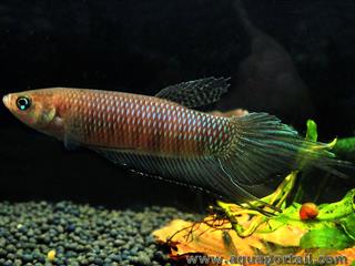 Poisson Betta bellica mle