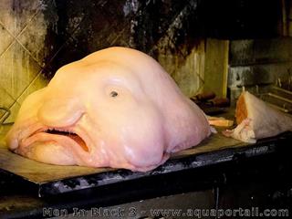 Poisson blobfish dans le film Men In Black 3