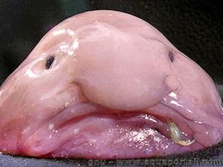 blobfish-psychrolutes-marcidus.jpg