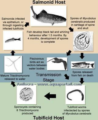 cycle de vie de Myxobolus cerebralis, myxosomiose