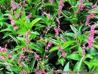 La Renoue des teinturiers Polygonum tinctorium est une plante tinctoriale