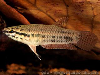 Une femelle Betta falx