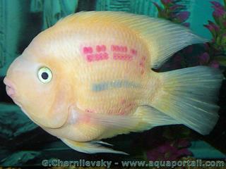 Bloody Parrot, le cichlid red parrot