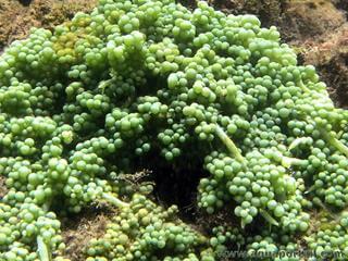 Caulerpa racemosa, la caulerpe raisin, en milieu naturel