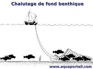 chalutage