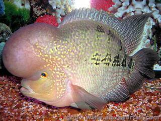 Le cichlid sous sa morphe flowerhorn Kamfa