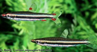 Couple Nannostomus nigrotaeniatus, mle au dessus, femelle en dessous