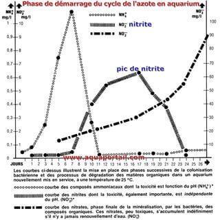 Besoin d'aide pour mon 84L  Pic-de-nitrite-cycle-de-l-azote