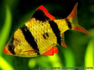 Puntius tetrazona