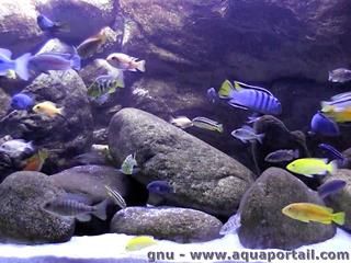 aquarium malawi