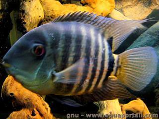 Cichlasoma severum naturel