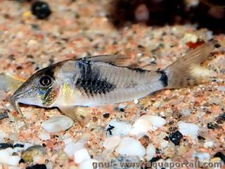 Phase stresse de Corydoras simulatus