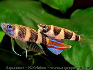 Couple de Epiplatys annulatus, le killi clown
