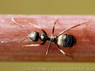 hormiga negra de jardn Lasius niger sobre un tallo