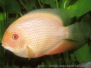 Heros severus, forma Gold Severum