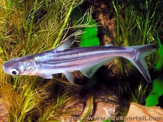 Juvenil de Pangasianodon hypophthalmus