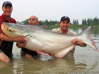 Tiburn bagre Pangasius sutchi o Pangasianodon hypophthalmus