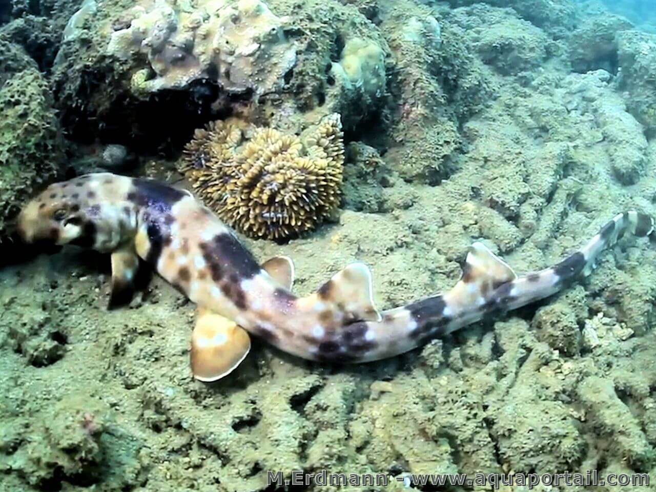 requin Hemiscyllium halmahera