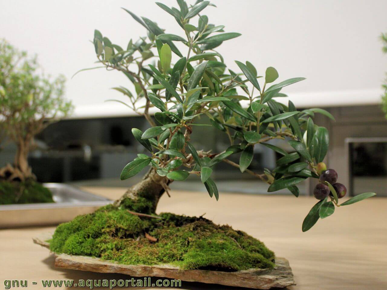 Bonsai Olivier Exposition At Elsie Tucker Blog