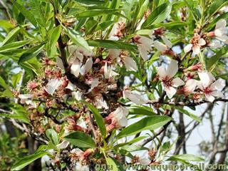 Un amandier en fleurs