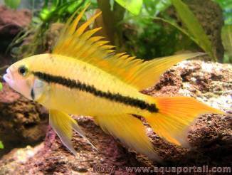 Apisto cacatos mle Apistogramma cacatuoides, morphe jaune