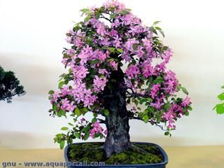 Un bonsa pommier en fleurs