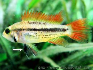 Apistogramma cacatuoides femelle