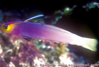 Poisson flchette Nemateleotris helfrichi les Marshall
