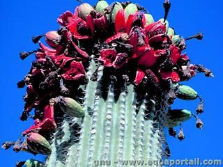 Cactus Saguaro Carnegiea gigantea avec fleurs rouges