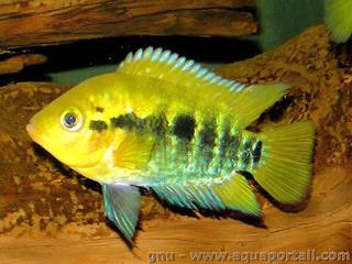 cichlid arc-en-ciel Archocentrus multispinosus, juvnile Herotilapia multispinosa