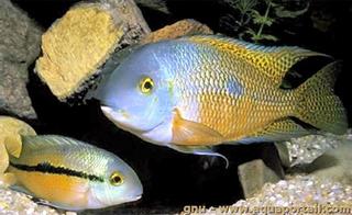 Pareja de Cichlasoma nicaraguense, Hypsophrys nicaraguensis