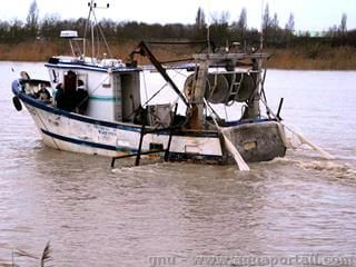 crevettier-d-eau-douce.jpg