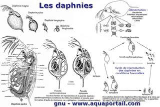 Les daphnies compares et expliques