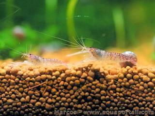 Couple de crevettes du Prou Euryrhynchus amazoniensis en aquarium