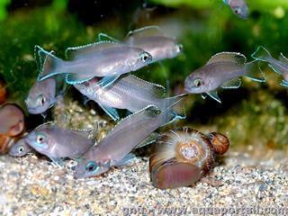 groupe de poissons juvniles Neolamprologus brichardi