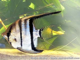Nouveau scalaire Pterophyllum sp 6 lago Grande rio Purité