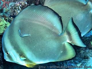 Platax orbicularis adulto limpiado por un lbrido Labroides dimidiatus