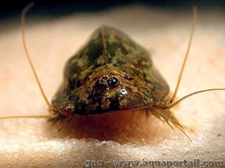 Vue de face avec la tte de Triops cancriformis