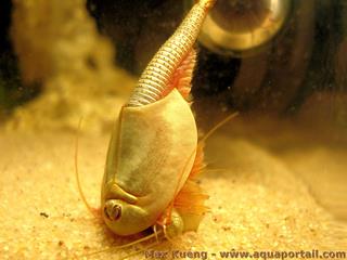 Le triops  3 yeux est cannibale