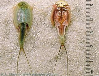 Triops longicaudatus avec vue dessus dorsal et dessous ventral