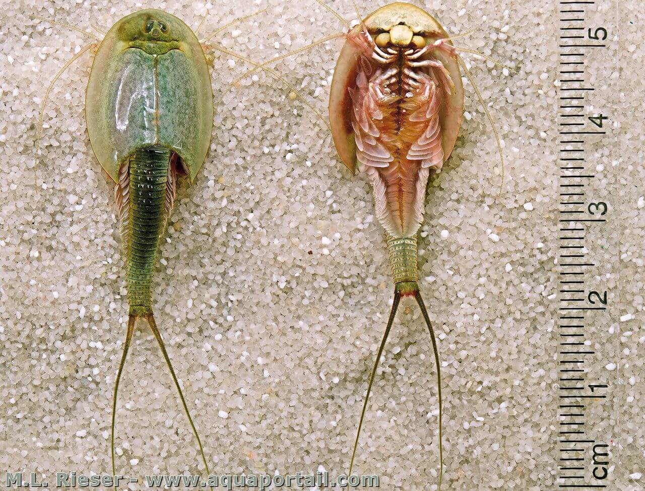 Triops (crustacé préhistorique)