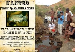 Affiche d'appel  recherche du cichlid de Mangarahara Ptychochromis insolitus