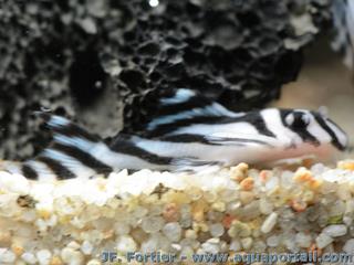 Spcimen juvnile d'Hypancistrus zebra