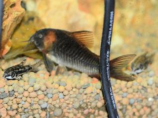 Diffrence de taille entre Corydoras habrosus et Corydoras eques