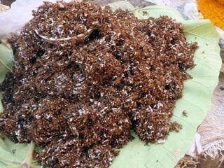 fourmis grilles