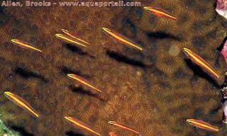 Agregacin de gobios Eviota pamae