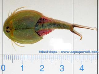 Spcimen mort de Triops longicaudatus de 4 cm