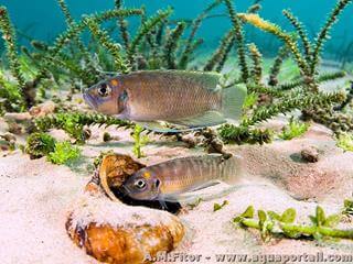 Couple de Lamprologus callipterus avec une coquille de Neothauma tanganyicense