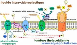 Photophosphorylation et membrane des thylacodes